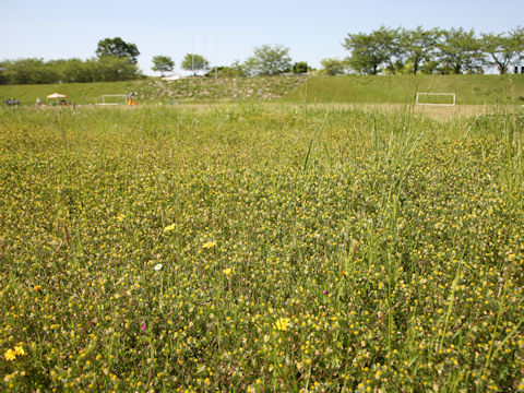 Trifolium dubium