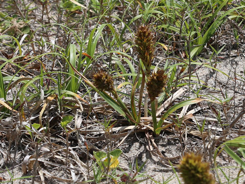 Carex kobomugi