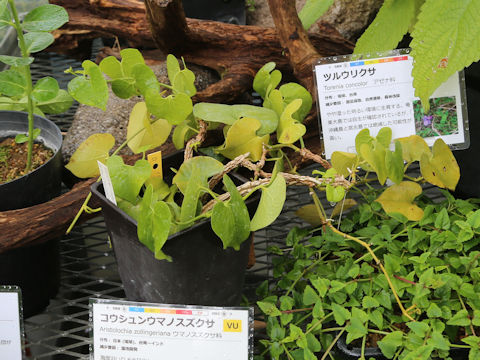 Aristolochia zollingeriana
