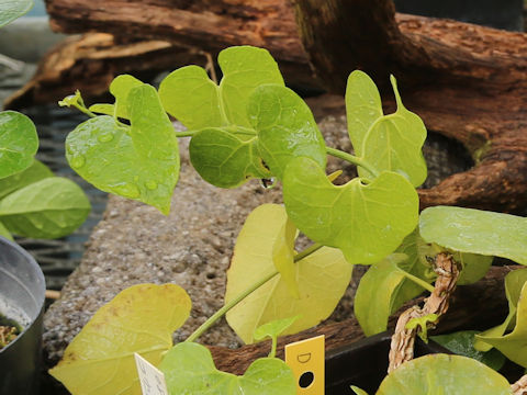 Aristolochia zollingeriana