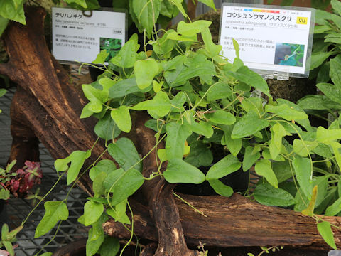 Aristolochia zollingeriana