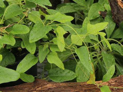 Aristolochia zollingeriana