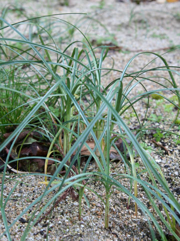 Carex pumila