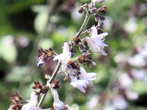 Rabdosia umbrosa var. latifolia