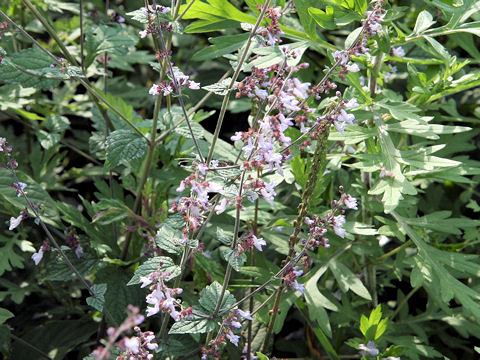 Rabdosia umbrosa var. latifolia