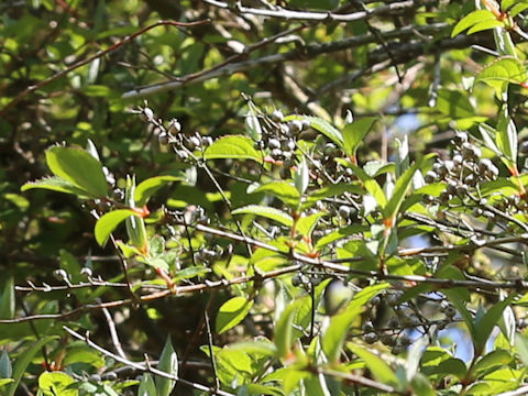 Deutzia crenata var. floribunda