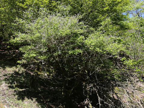 Deutzia crenata var. floribunda