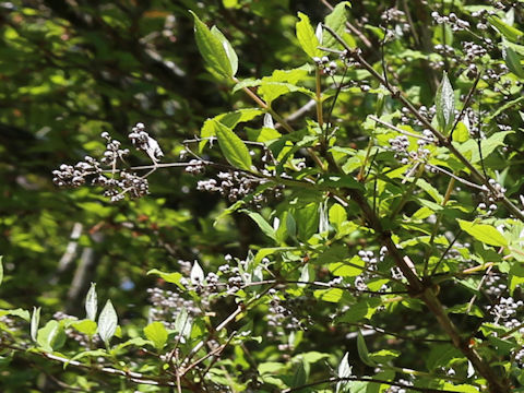 Deutzia crenata var. floribunda