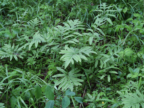 Onoclea sensibilis var. interrupta