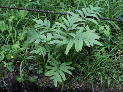 Onoclea sensibilis var. interrupta