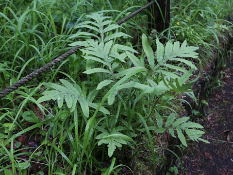 Onoclea sensibilis var. interrupta