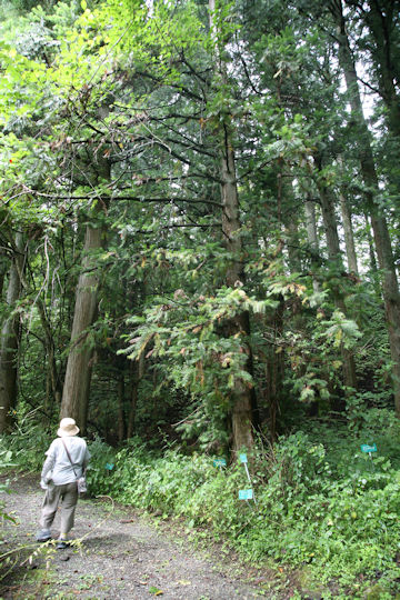 Cunninghamia lanceolata