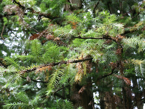 Cunninghamia lanceolata