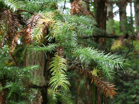 Cunninghamia lanceolata