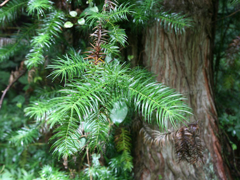 Cunninghamia lanceolata