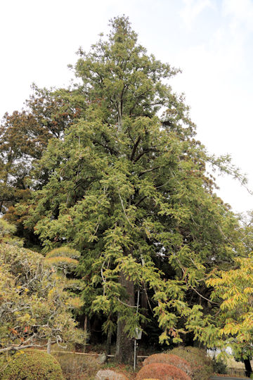Cunninghamia lanceolata