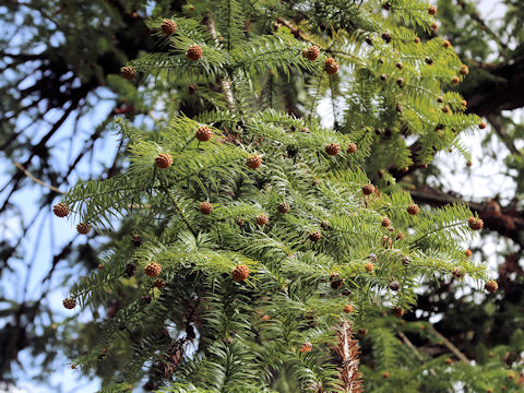 Cunninghamia lanceolata
