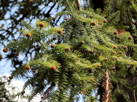 Cunninghamia lanceolata