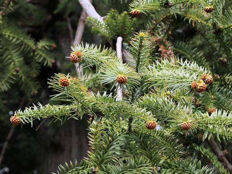 Cunninghamia lanceolata