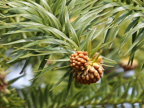 Cunninghamia lanceolata