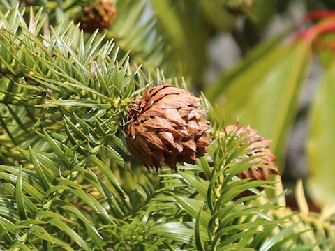 Cunninghamia lanceolata