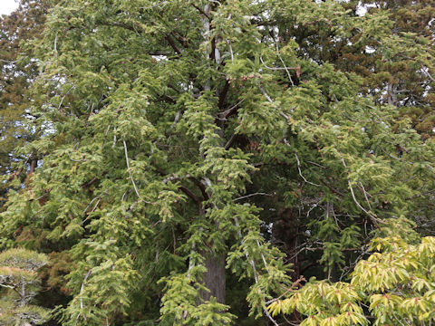 Cunninghamia lanceolata