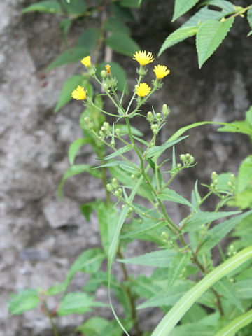 Picris hieracioides var. glabrescens