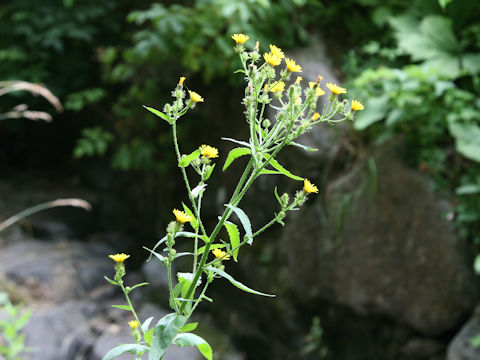 Picris hieracioides var. glabrescens
