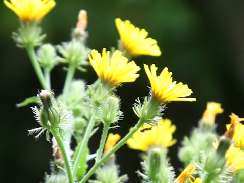 Picris hieracioides var. glabrescens