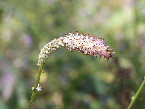 Sanguisorba tenuifolia var. parviflora