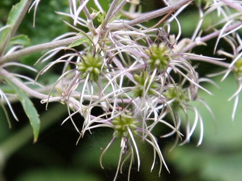 Clematis stans