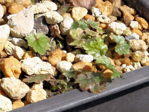 Mitella sp.