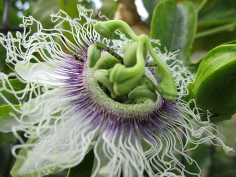 Passiflora edulis