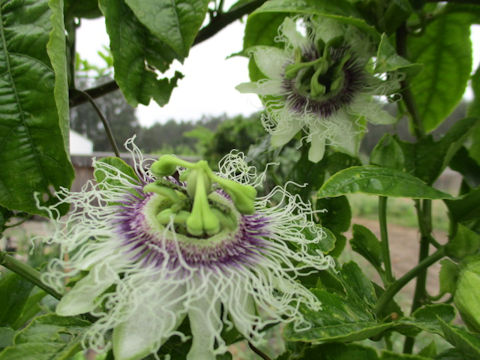 Passiflora edulis