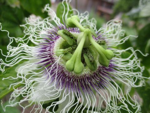 Passiflora edulis