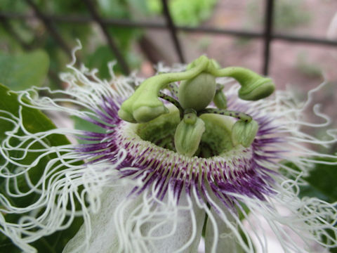 Passiflora edulis