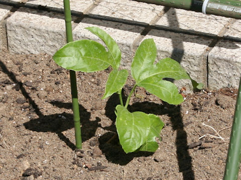 Passiflora edulis