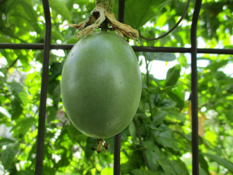 Passiflora edulis