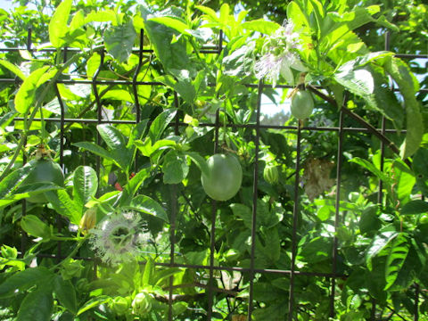 Passiflora edulis