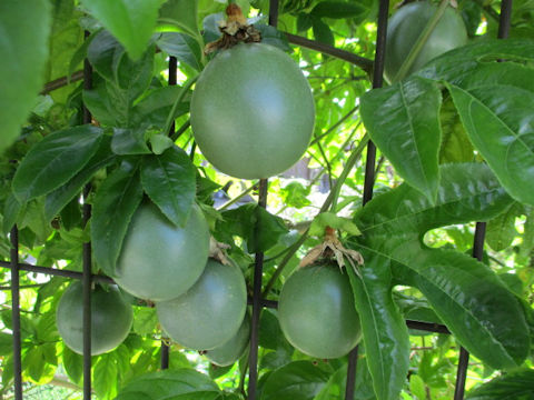 Passiflora edulis