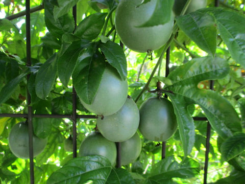 Passiflora edulis