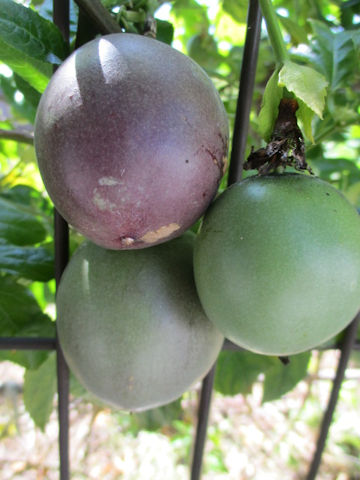 Passiflora edulis