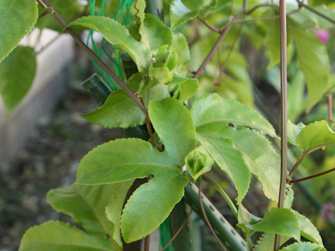 Passiflora edulis