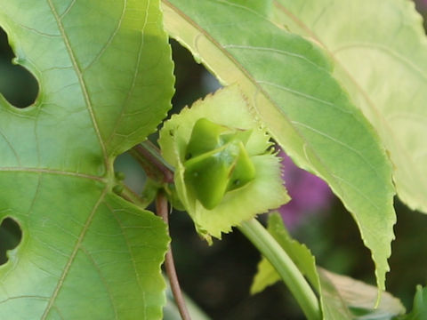 Passiflora edulis