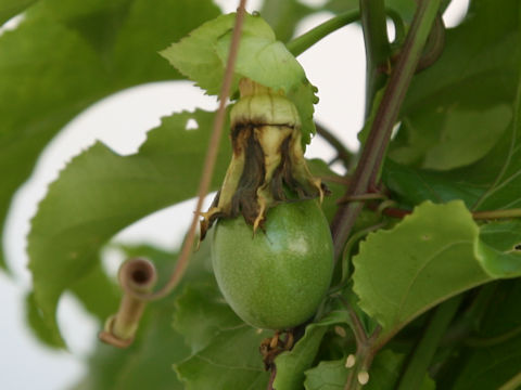 Passiflora edulis