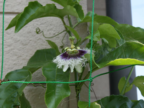 Passiflora edulis