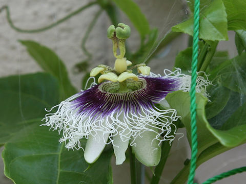 Passiflora edulis