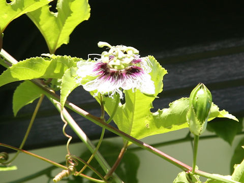 Passiflora edulis