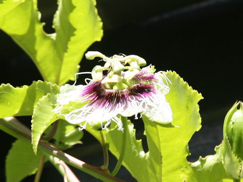 Passiflora edulis