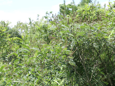 Amorpha fruticosa